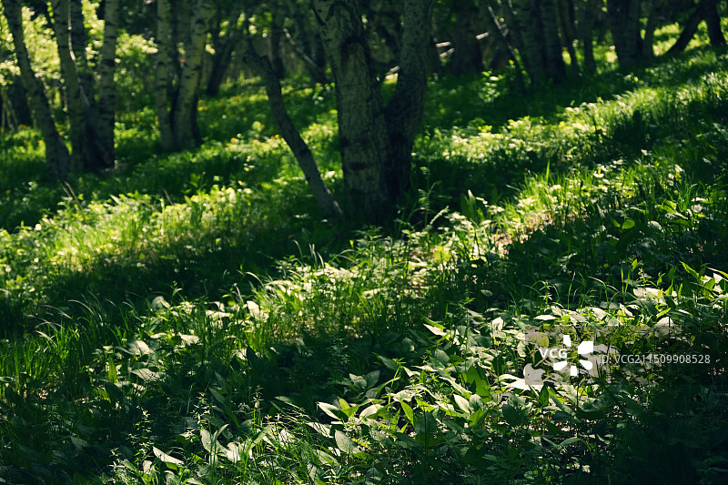 森林内光影下的草丛图片素材