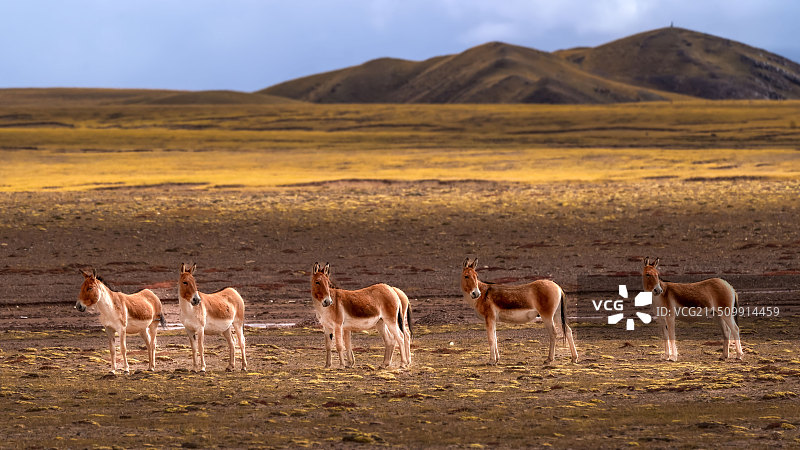 可可西里的野驴图片素材
