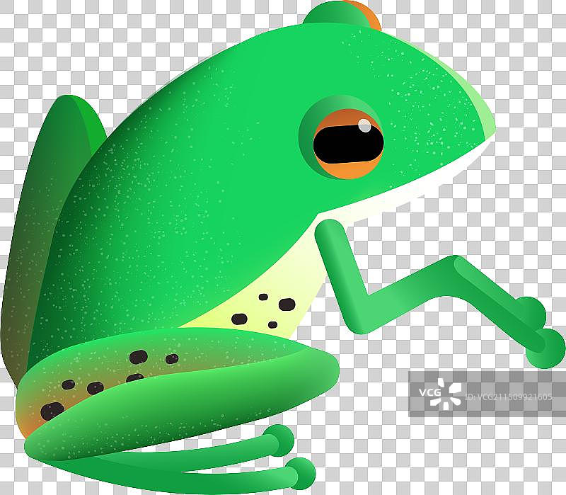 绿树蛙图片素材