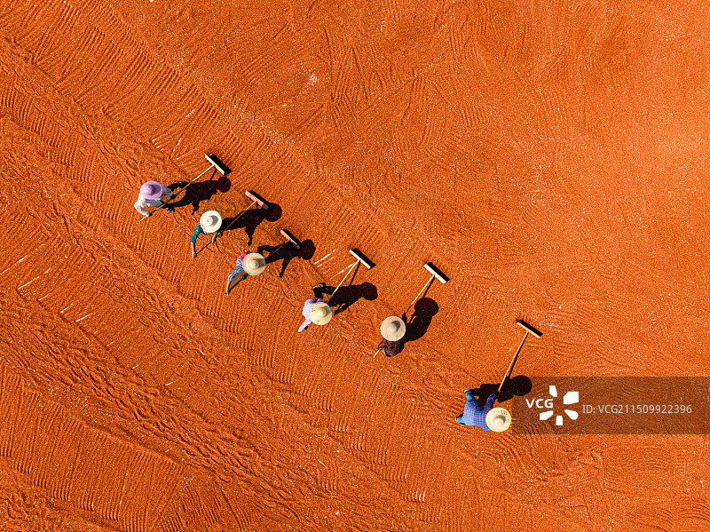 嗮红梁——2024年7月21日四川省宜宾市南溪区仙临镇高新村五粮液专用粮基地的村民正在晾晒红高粱。图片素材