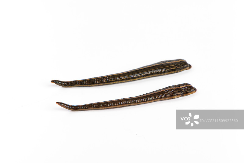 白色背景上的水蛭蚂蟥图片素材