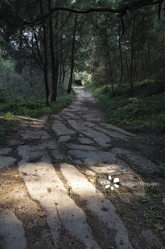 四川广元剑阁古蜀道翠云廊拦马墙段，沿路都是苍天古柏图片素材