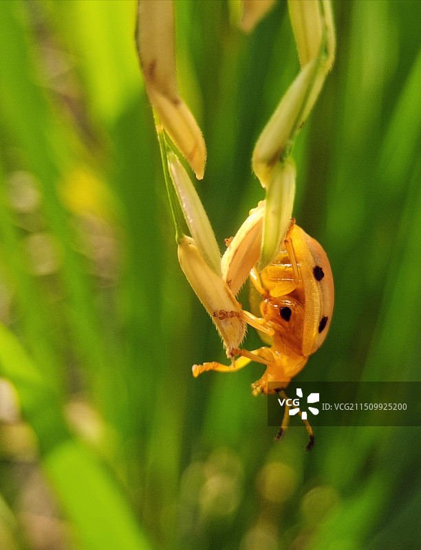 止步谷穗尖图片素材