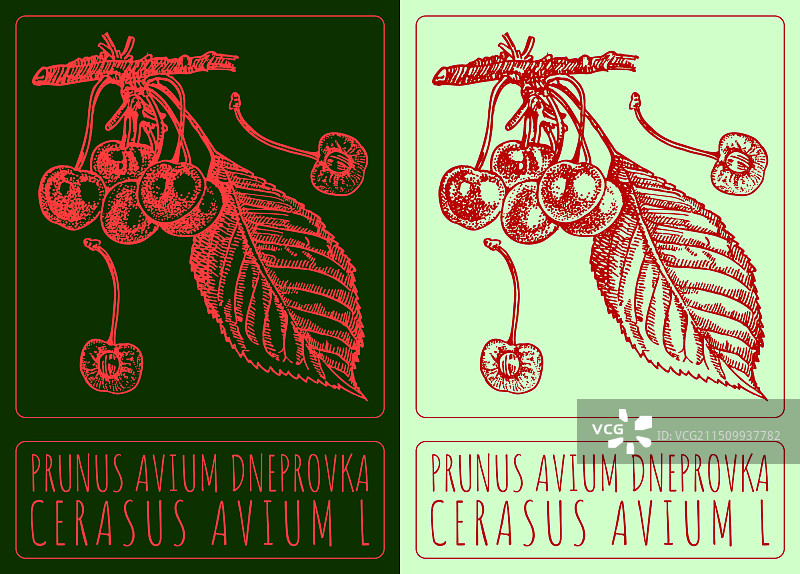 手绘欧洲甜樱桃图片素材