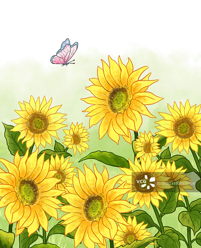 向日葵太阳花图片素材