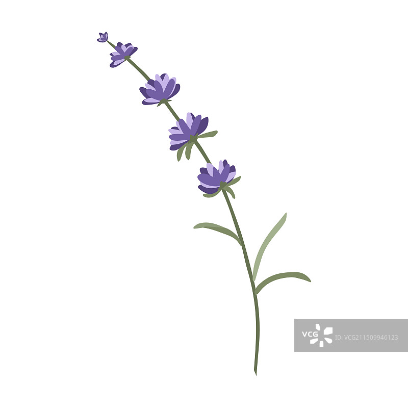 薰衣草枝条设计素材图片素材