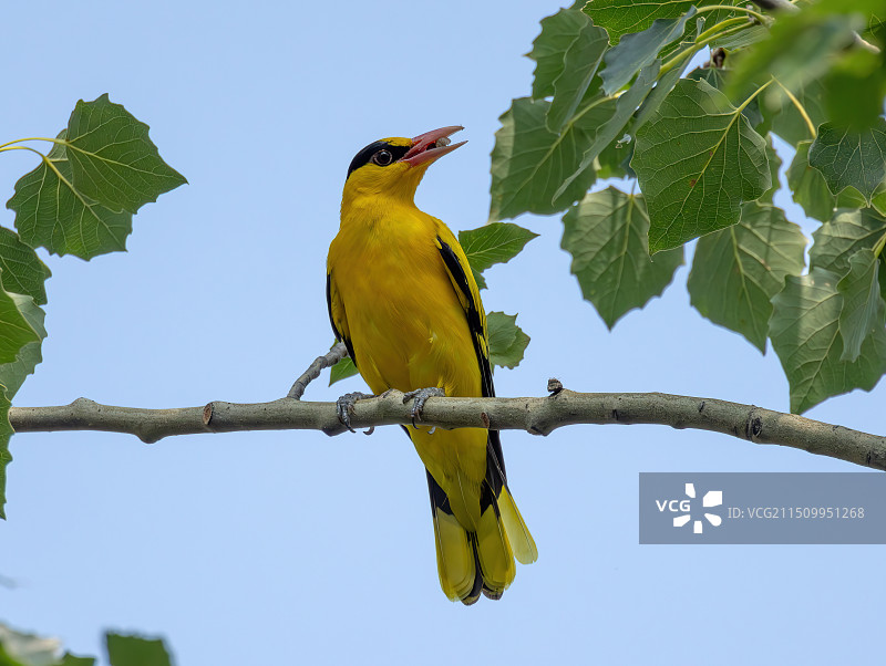 黑枕黄鹂图片素材