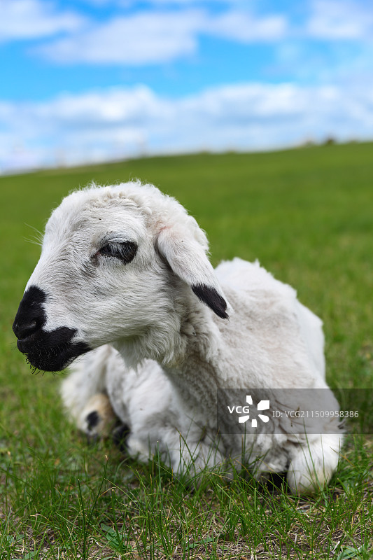 草原上的一只小羊羔特写图片素材