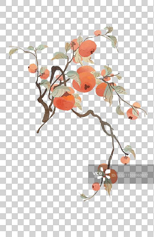 中国传统节气秋天节日柿子插画图片素材