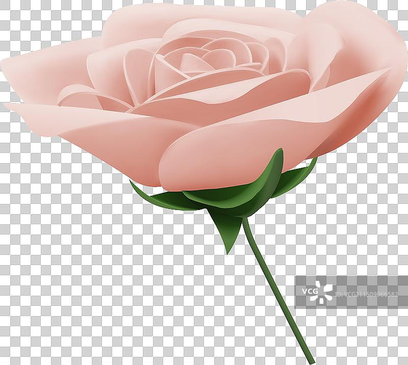 3D浅粉色玫瑰茎图片素材