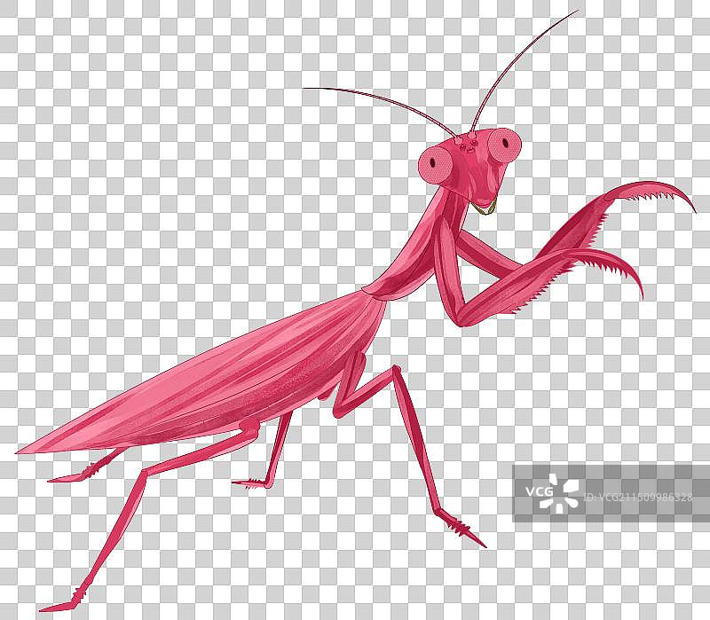 昆虫动物虫子螳螂益虫卡通绘本装饰科普资讯插画图片素材