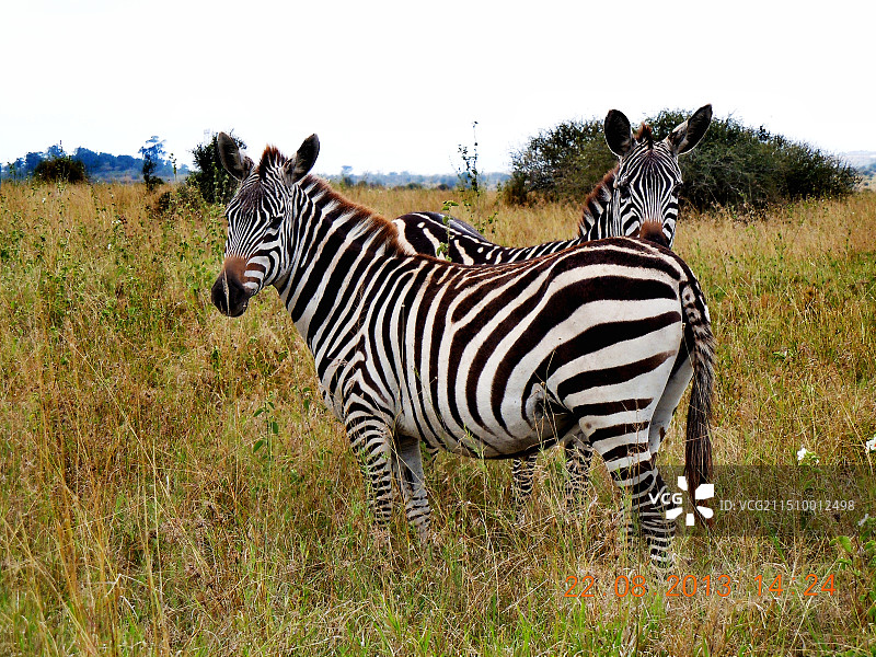 非洲斑马图片素材