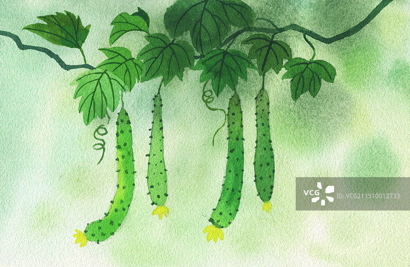 黄瓜几条水彩插画图片素材