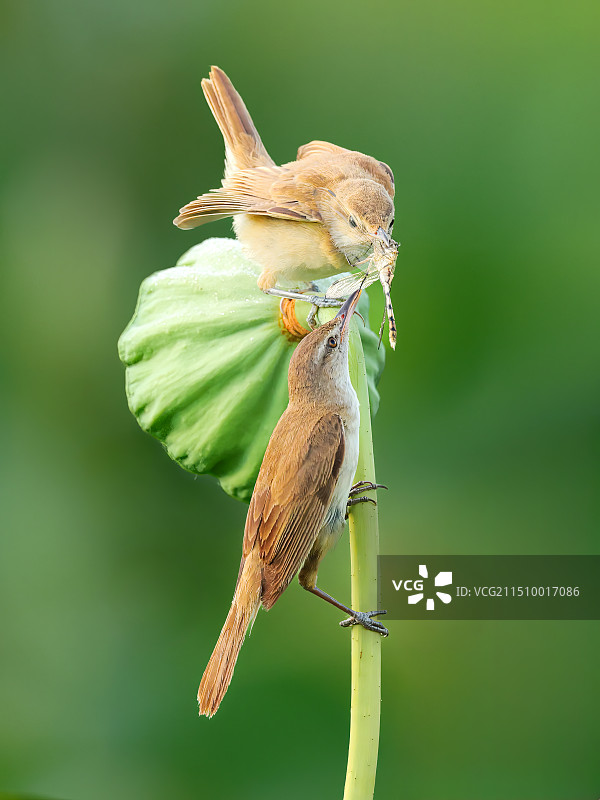 东方大苇莺喂雏图片素材
