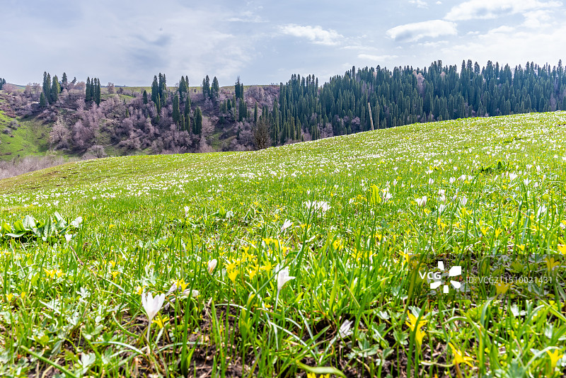 新疆库尔德宁风景区图片素材
