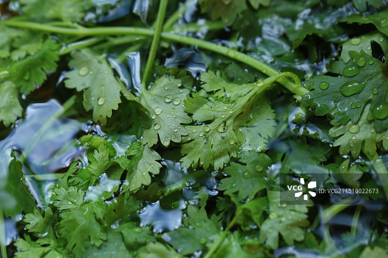 洗净的新鲜香菜图片素材