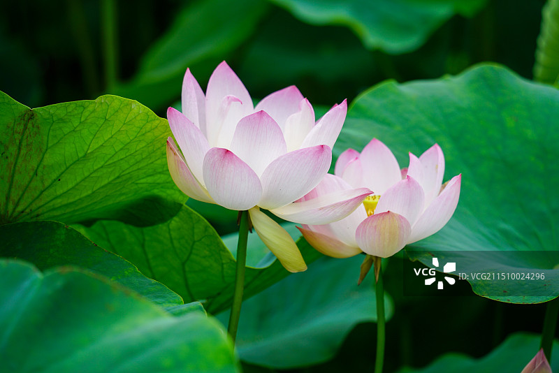 夏日荷花，荷叶，莲蓬，蜻蜓图片素材