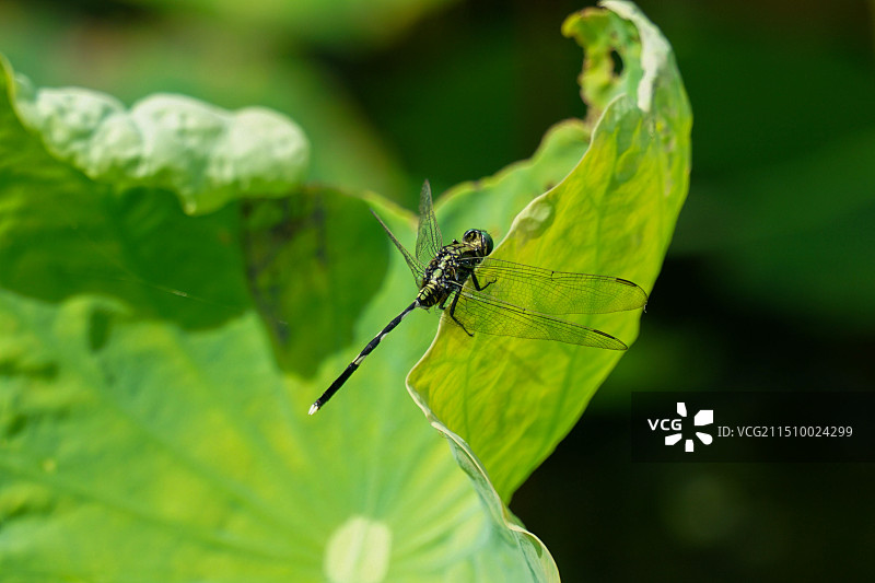 夏日荷花，荷叶，莲蓬，蜻蜓图片素材