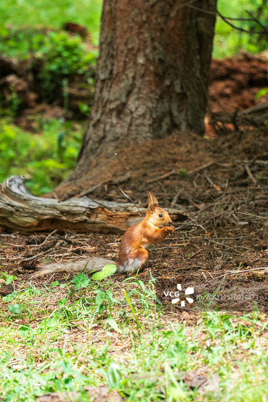 树下的松鼠吃东西可爱松鼠图片素材