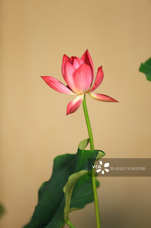 夏日莲花图片素材