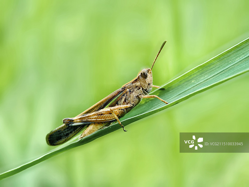 蚱蜢图片素材