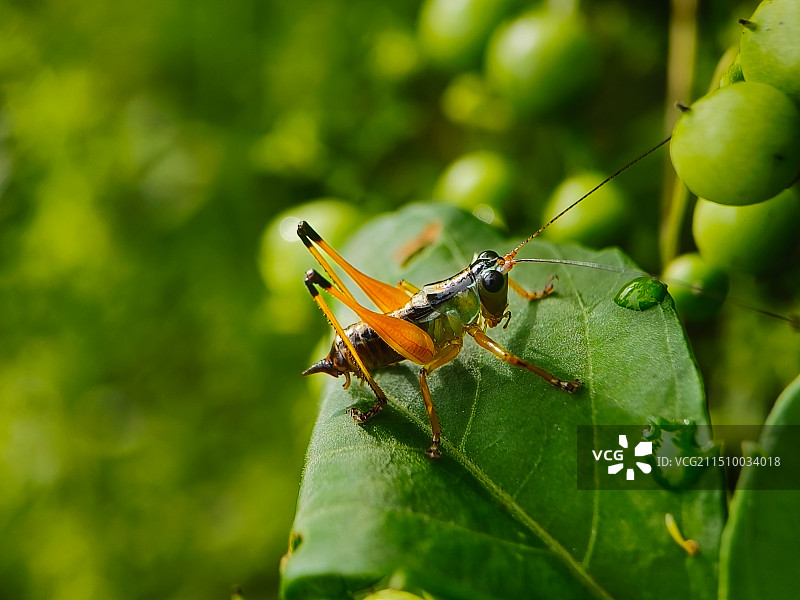 透明蝗虫图片素材