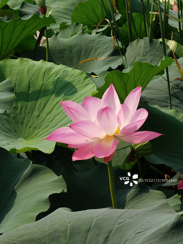 荷花高雅清新脱俗图片素材