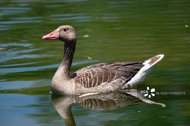 灰雁图片素材