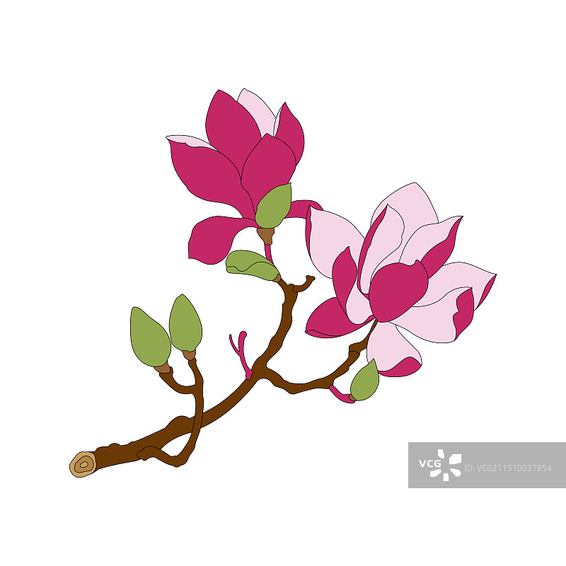 辛夷，紫玉兰。中药辛夷线稿上色插画。图片素材