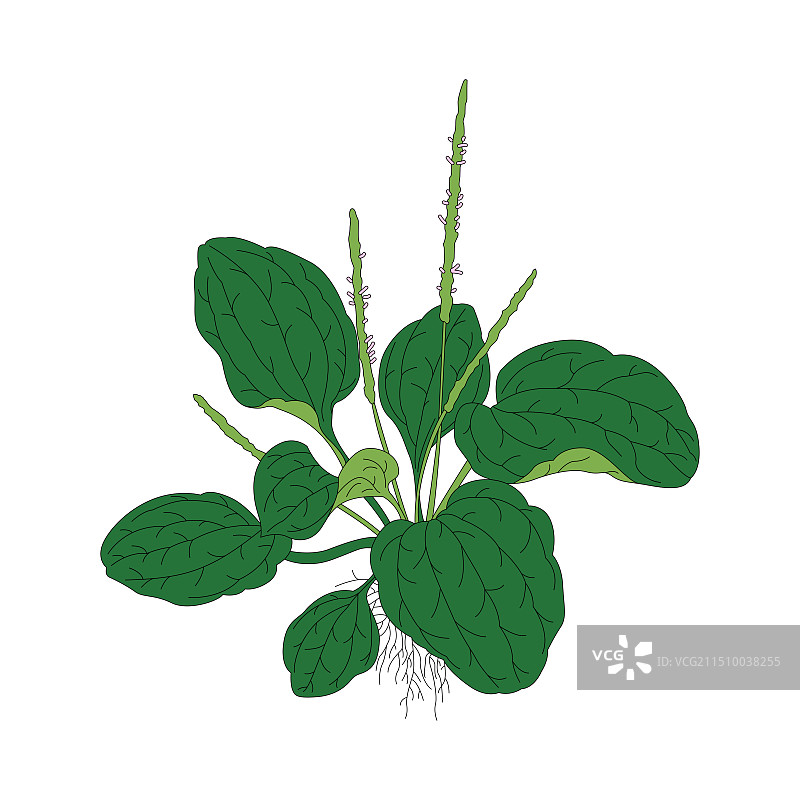 车前草。中药车前草线稿上色插画。图片素材