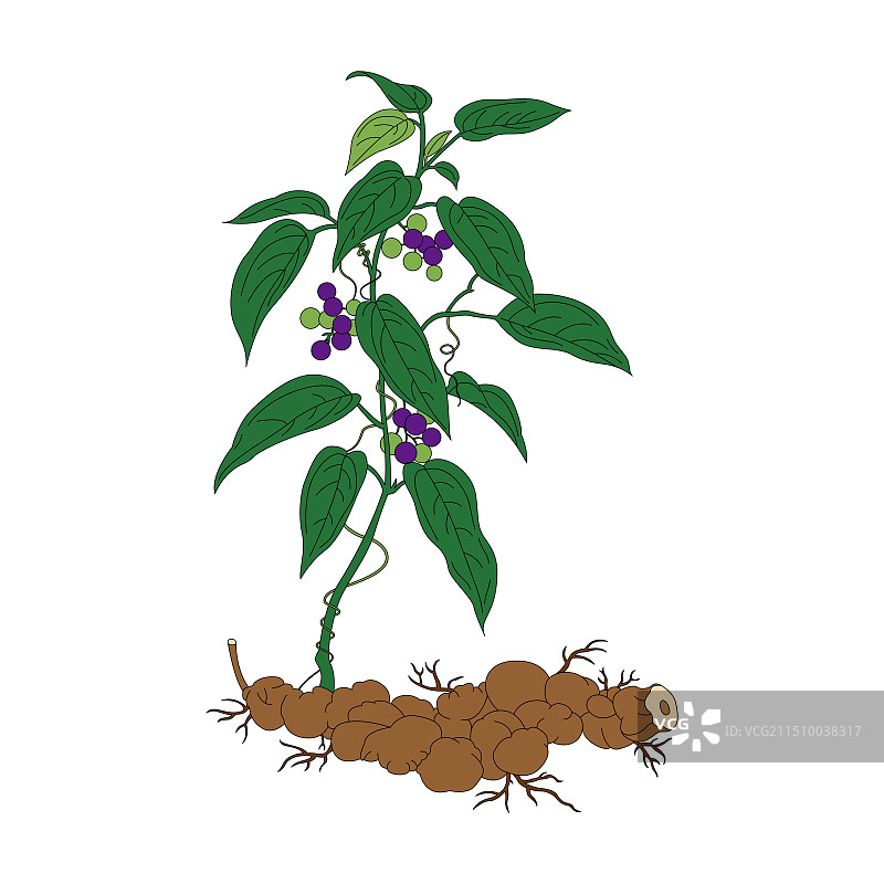 苻苓。中药苻苓线稿上色插画。图片素材