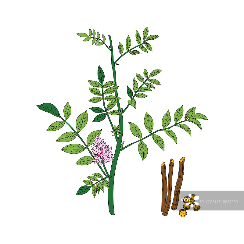 甘草。中药甘草线稿上色插画。图片素材