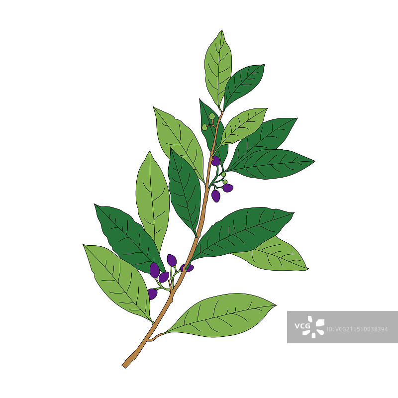 香叶。中药香叶线稿上色插画。图片素材
