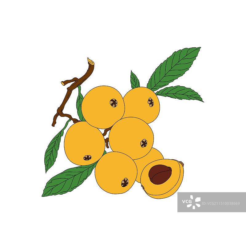枇杷。新鲜水果线稿上色插画。图片素材