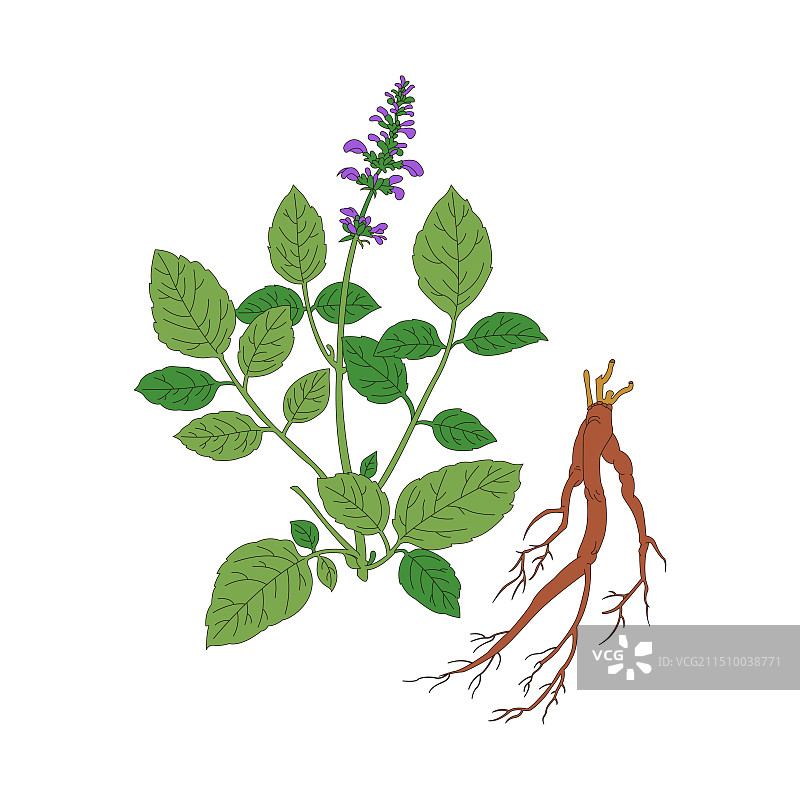 丹参。中药丹参线稿上色插画。图片素材