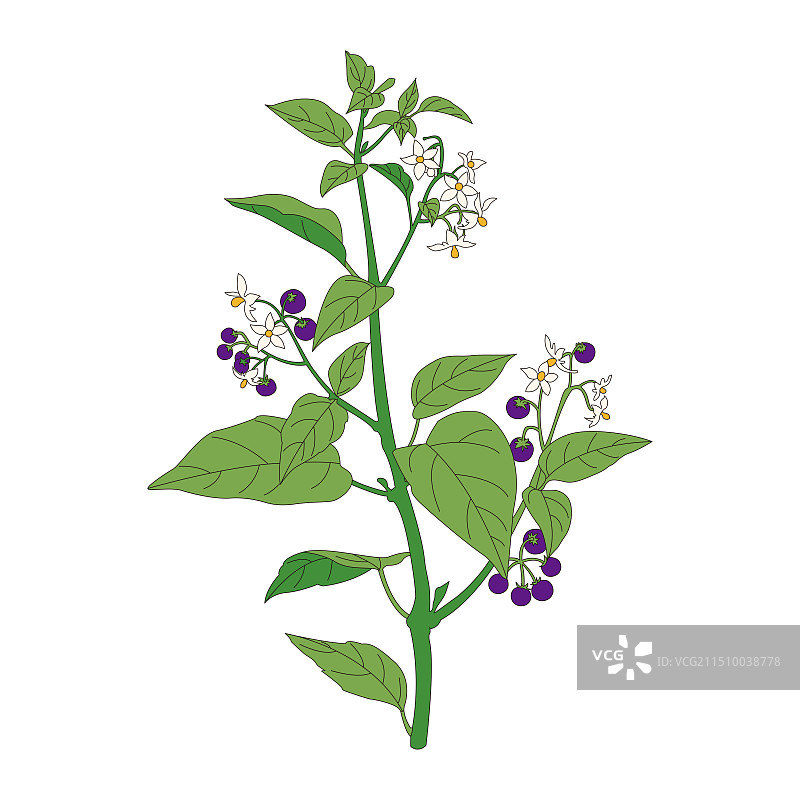 龙葵。中药龙葵线稿上色插画。图片素材