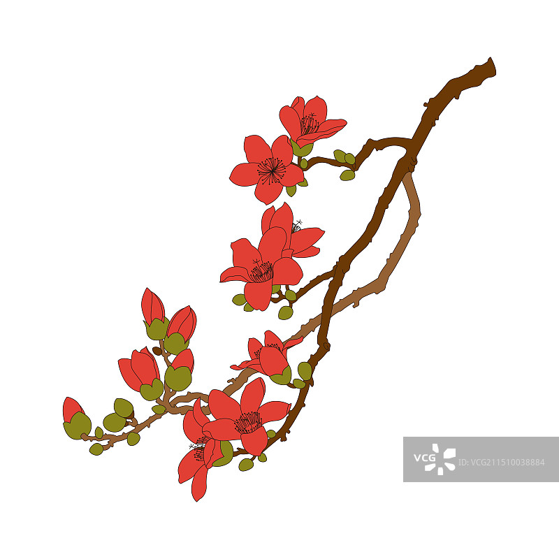 木棉。中药木棉线稿上色插画。图片素材