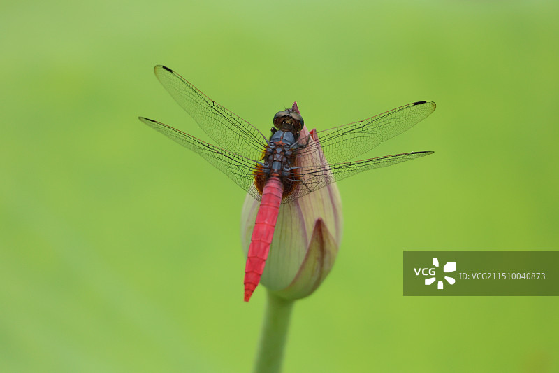 小荷才露尖尖角，早有蜻蜓立上头图片素材