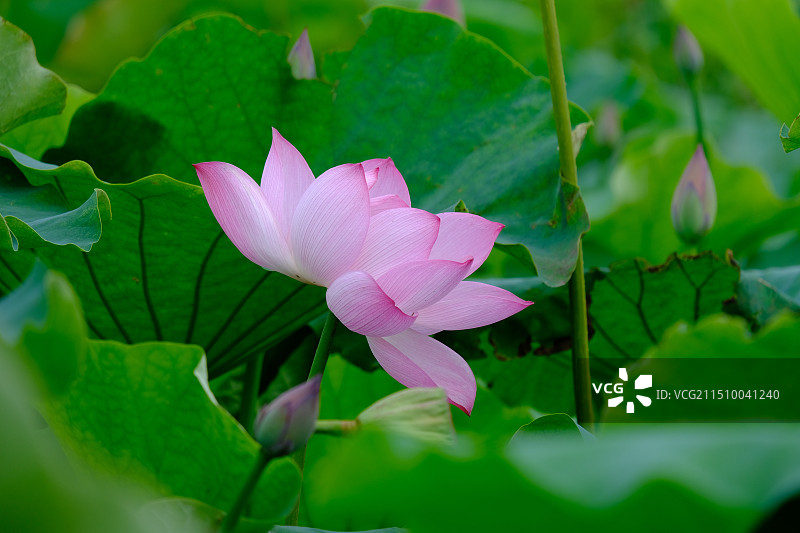 DSCF1923图片素材