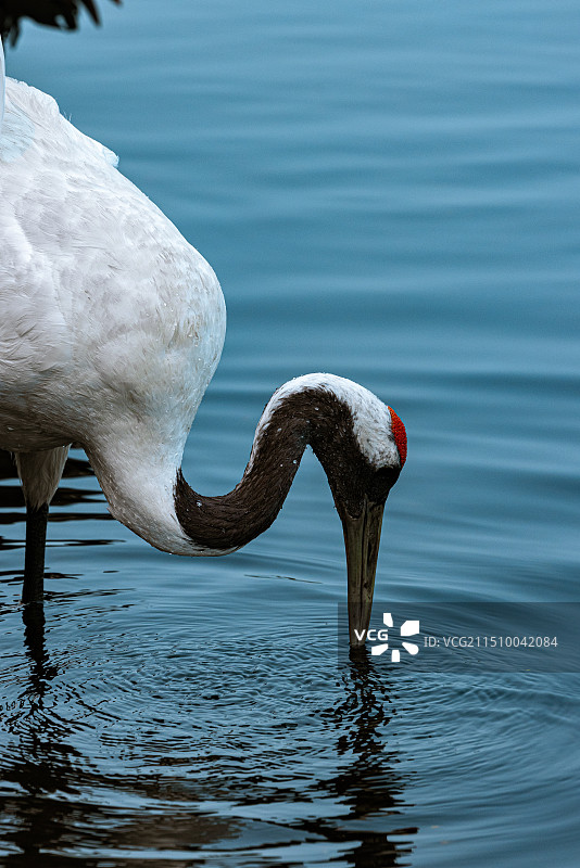 扎龙的丹顶鹤图片素材