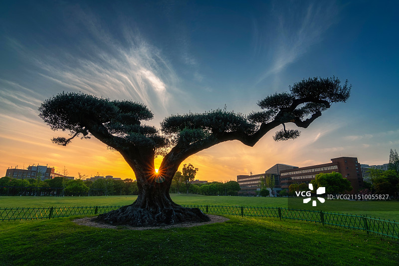 宁波大学大草坪图片素材