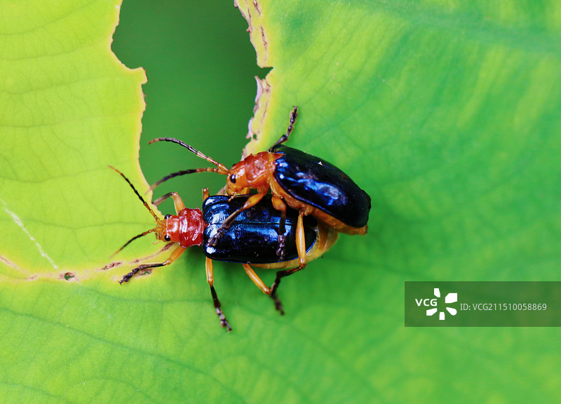 叶上昆虫特写镜头图片素材