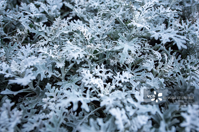 泛着灰色的叶子图片素材