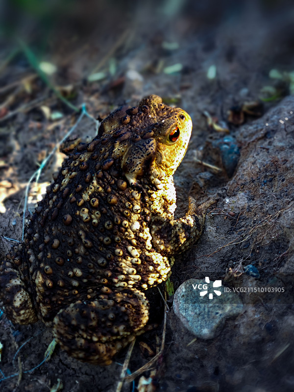 蟾蜍–等待出击图片素材