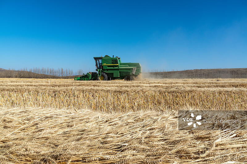 高纬度小麦收割图片素材