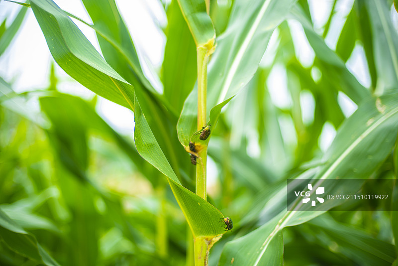 玉米图片素材