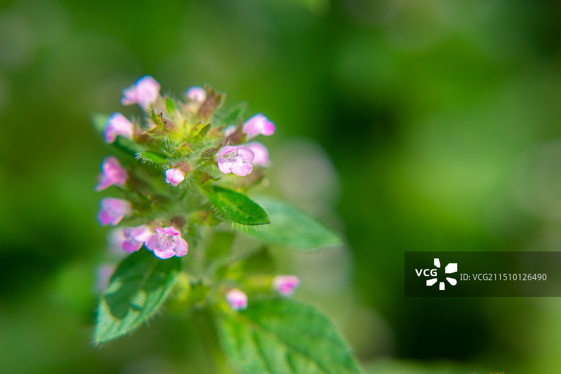 粉红色植物近距离开花图片素材