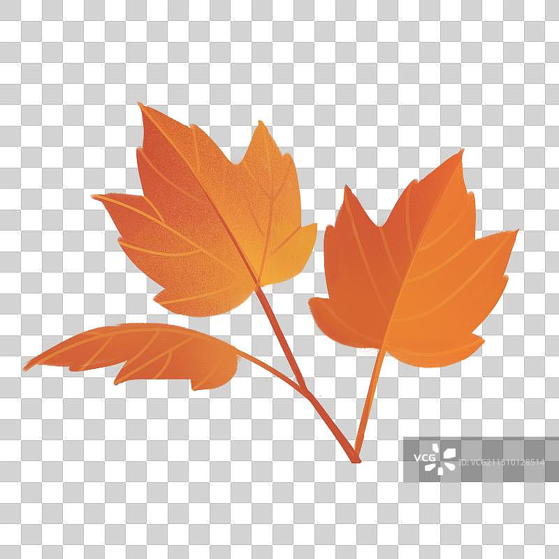 秋季枫叶图片素材