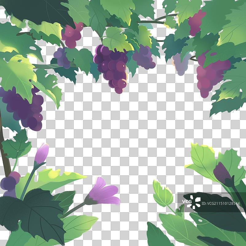 圆形构图葡萄园图片素材