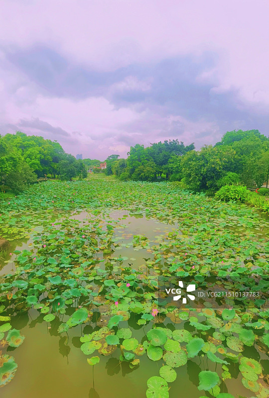 广州黄埔莲塘古村的池塘图片素材